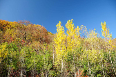 2014十一国庆节红海滩、丹东、丹集线、长白山天池、桓仁本溪枫林大道自驾游